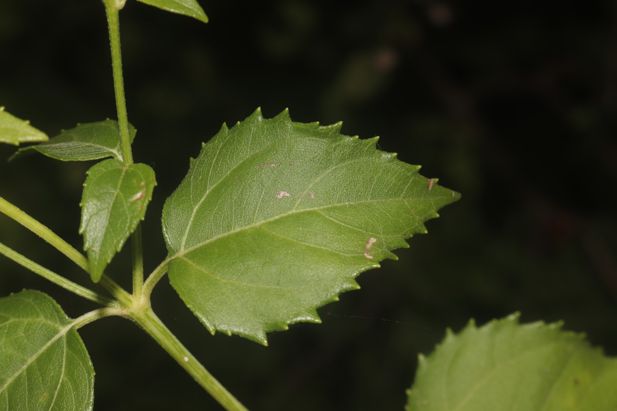 Wollastonia biflora (L.) DC.